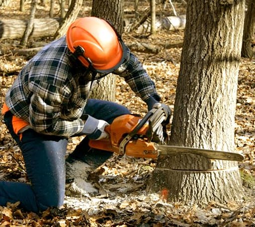Tree Removal in Longwood, NC